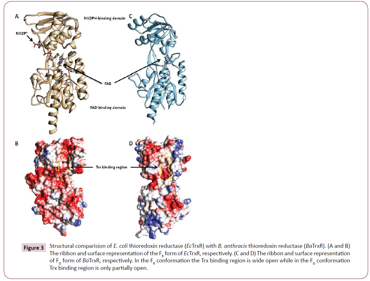 cheminformatics-thioredoxin-reductase